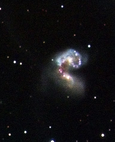 Antennae head detail